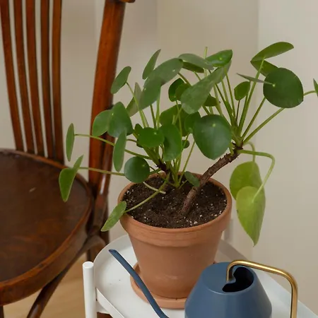 Lemon Apartment *