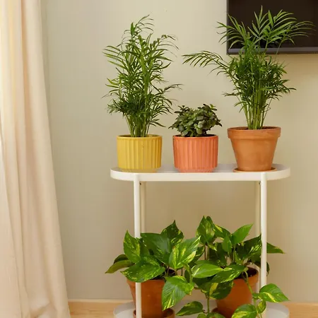 Apartment Lemon
